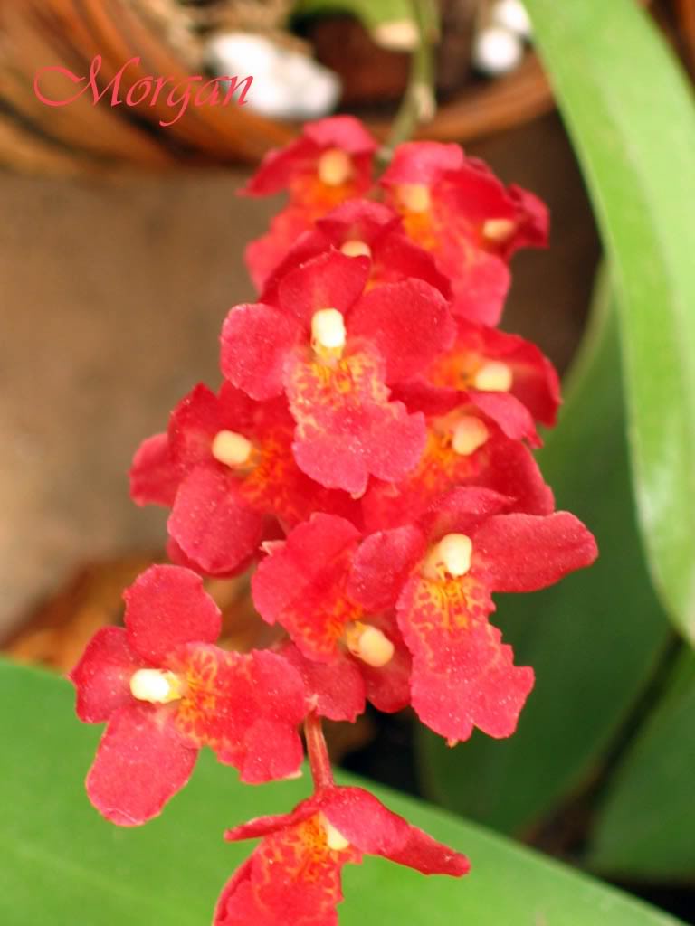 HowearaLavaBurstPuanami01.jpg