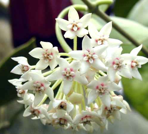 Hoya%2035%20australis%20sp%20australia%20SP.jpg