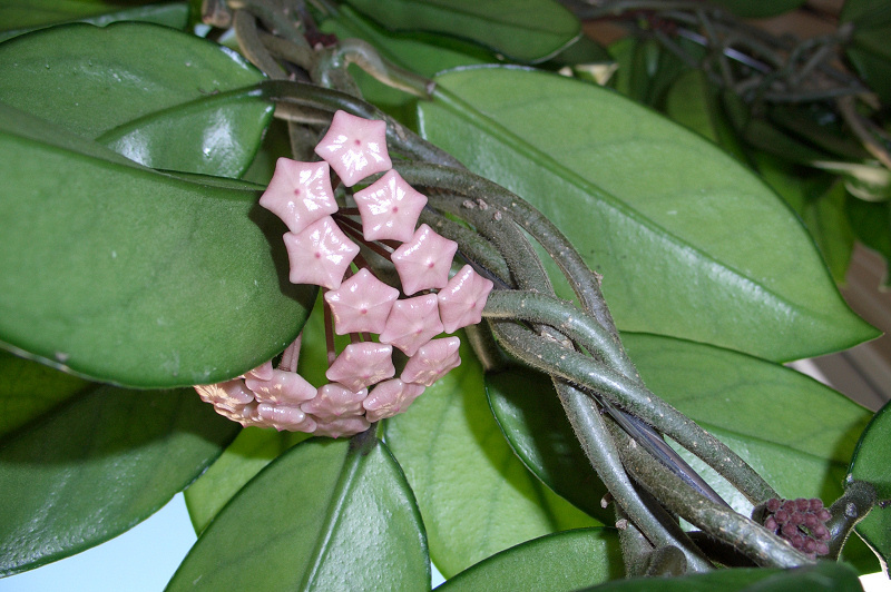 hoya%20capullo%202.jpg