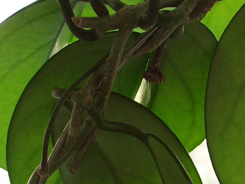 hoya%20capullo%20Jungle%20garden.jpg