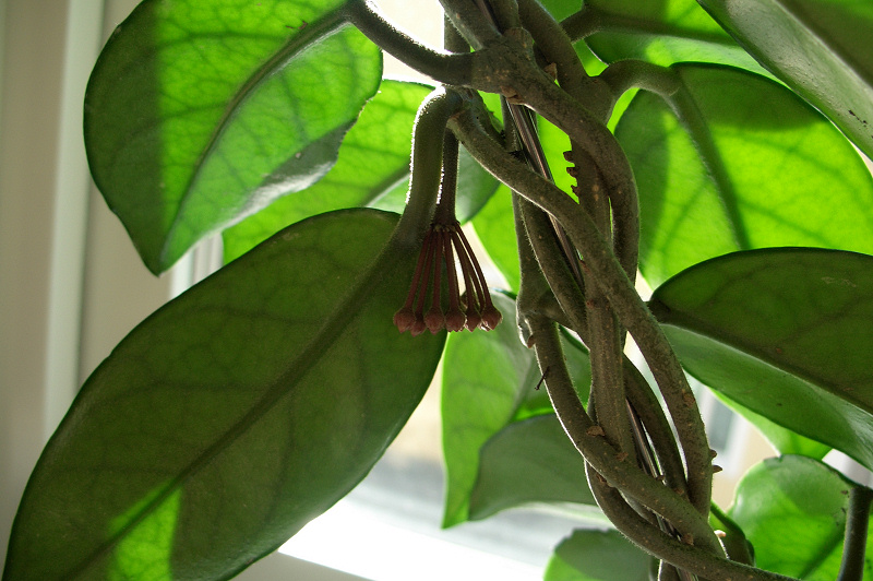 hoya%20capullo.jpg