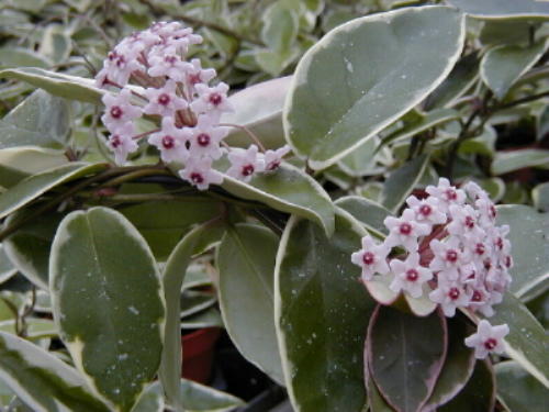 Hoya%20carnosa%20Variegata%202.jpg
