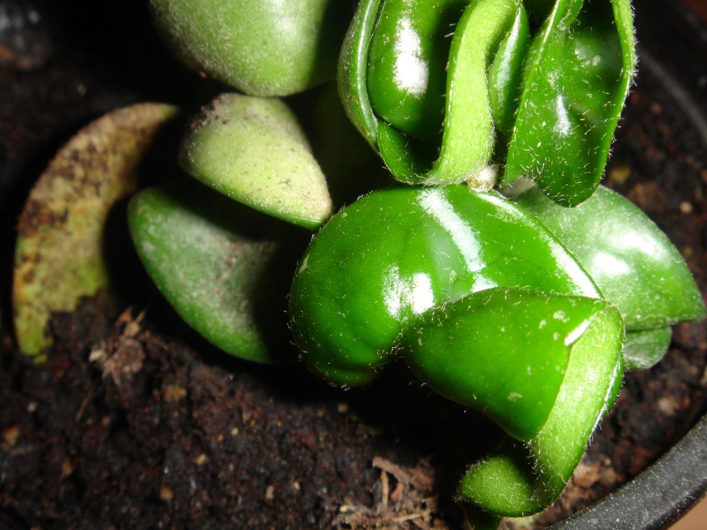 hoya%20compacta.jpg