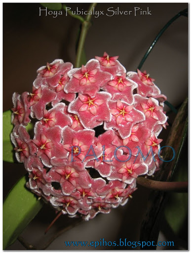 Hoya%20Pubicalyx%20Silver%20Pink%20flor.JPG