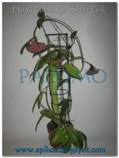 Hoya%20Pubicalyx%20Silver%20Pink.JPG