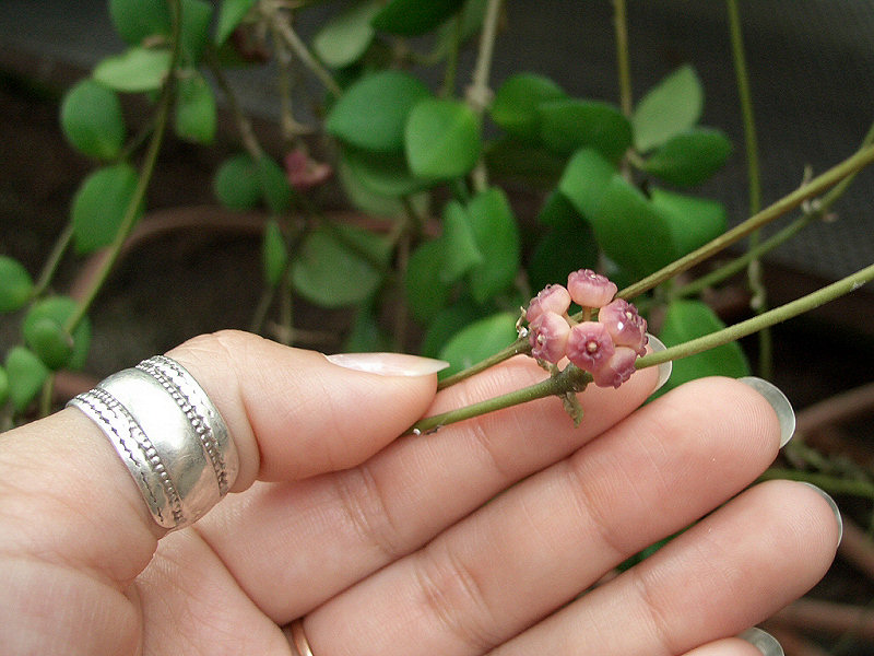 Hoya%2520Heuschkeliana.jpg