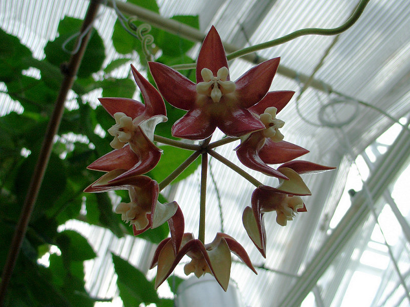 Hoya%2520Imperialis%25202.jpg