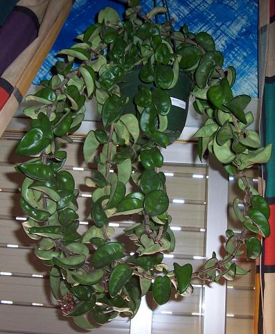 hoya%7E0.JPG