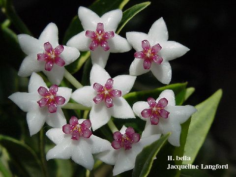 hoya-bella.jpg