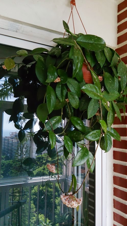 Hoya+Carnosa+-Balco%25CC%2581n+SC.jpg