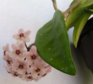 hoya-carnosa-flores.jpg