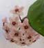 hoya-carnosa-flores.jpg
