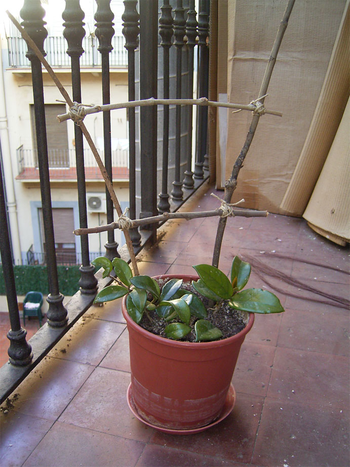 hoya-carnosa.jpg