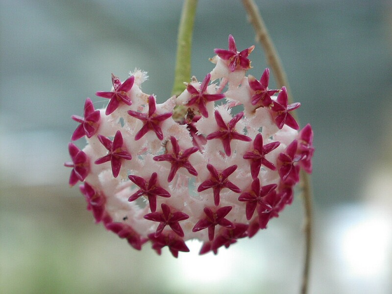 hoya-carnosa.jpg