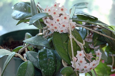 hoya+carnosa+(Yvan+Leduc+@+Wiki).jpg