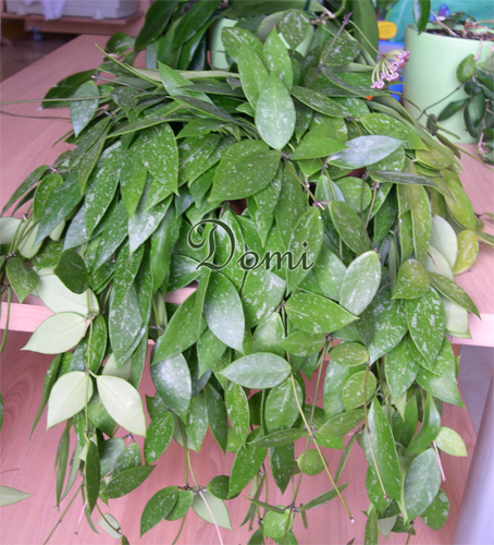 hoya-gracilis-plante1.jpg