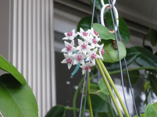 hoya.jpg
