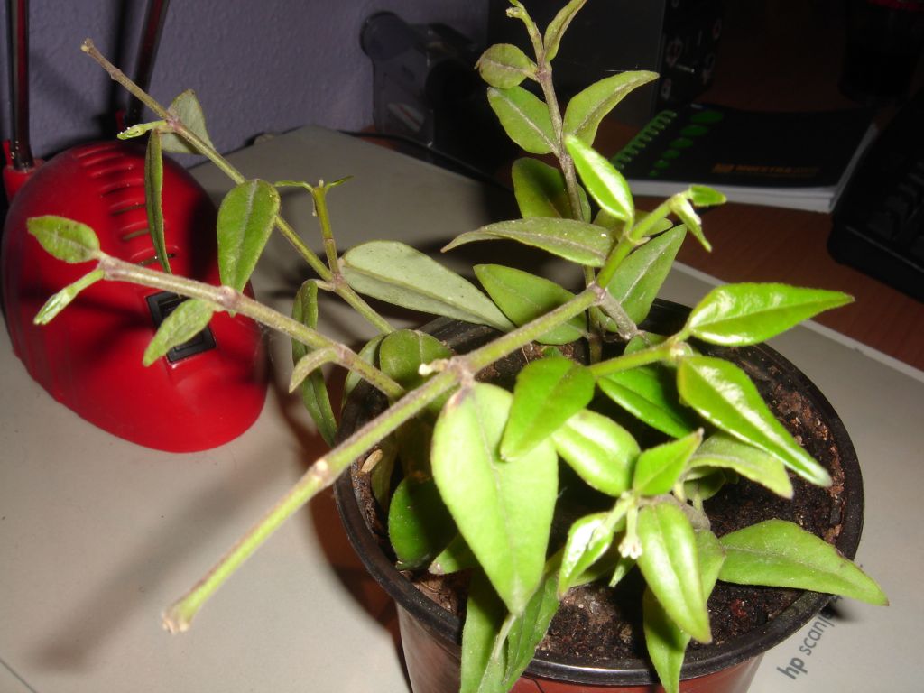 hoya.jpg
