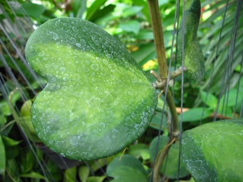 HOYA-KERRII-A.jpg
