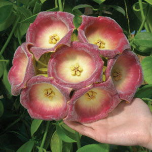 Hoya+lauterbachii.jpg
