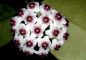 hoya-obovata.jpg