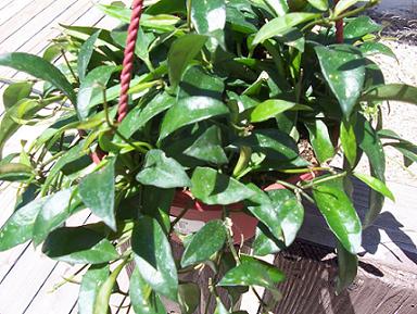 hoya1.JPG