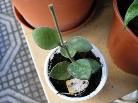hoya12ago07.jpg