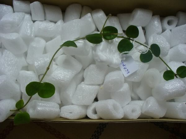 hoya21jul082.jpg