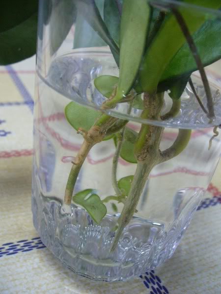 hoya21jul084.jpg