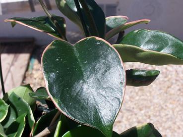hoya3.JPG
