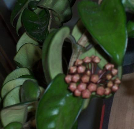 hoya3.JPG