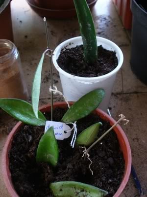 hoya32ago07.jpg