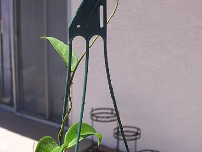 hoya4.JPG