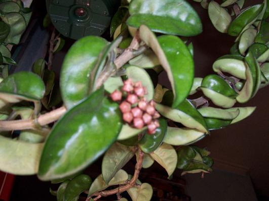 hoya4.JPG
