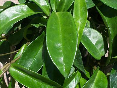 hoya5.JPG