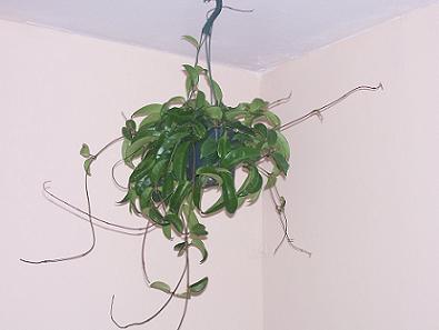 hoya8.JPG