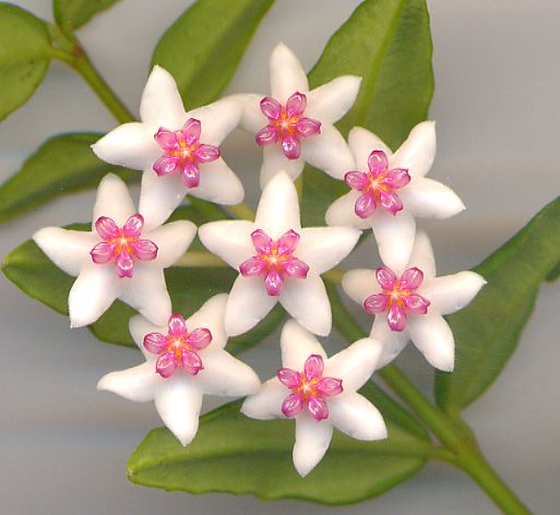 hoya_bella_2.jpg