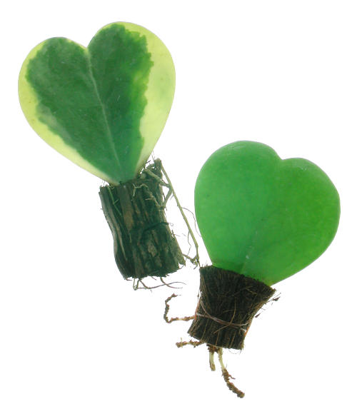 Hoya_kerrii02.jpg