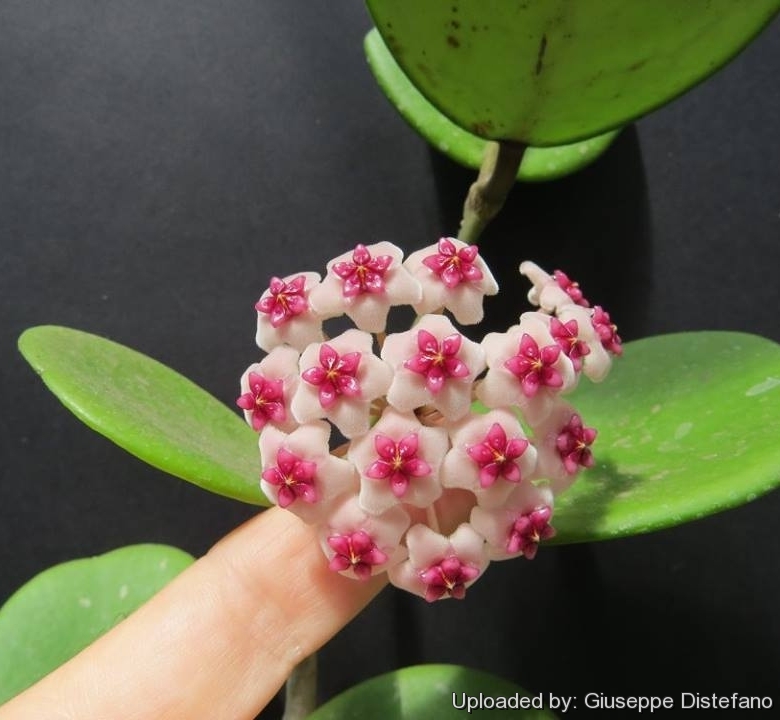 Hoya_obovata_25730_l.jpg