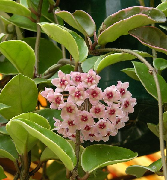 hoya_rubra.jpg