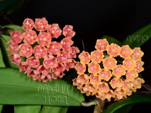 Hoya_siariae-Orange-Pink-Hoya_siariae-Orange-Yello.jpg