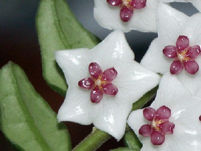 Hoya_vaccinoides%5B1%5D%7E0.jpg