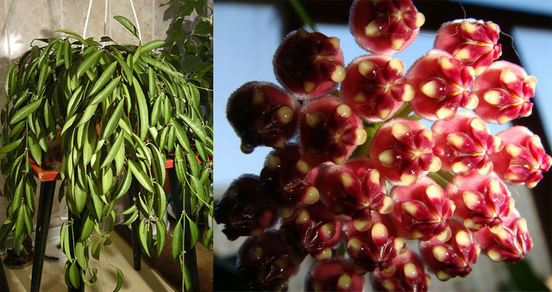 hoya_waettii.jpg