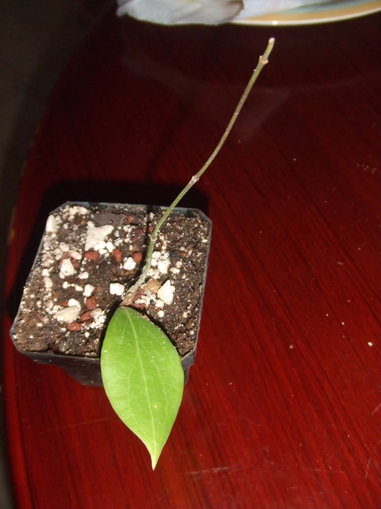 HoyaCamphorifolia.jpg
