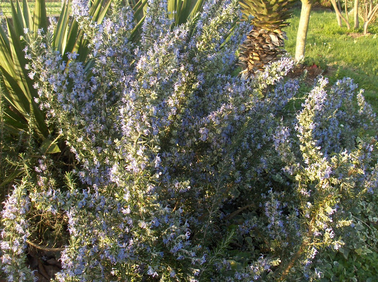 HPIM0010.JPG