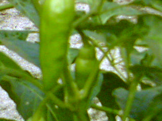 HPIM0037.jpg