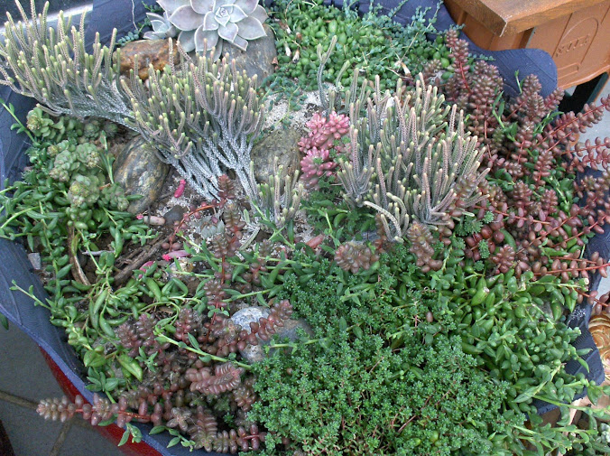 HPIM0067.JPG