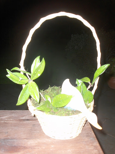 HPIM0095.JPG