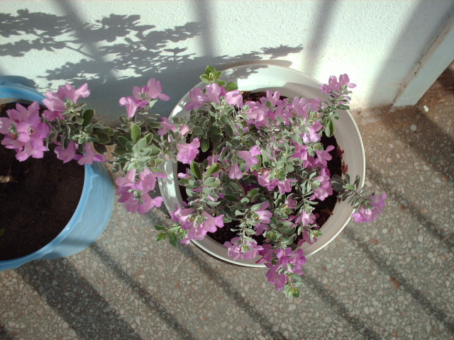 HPIM0105.JPG