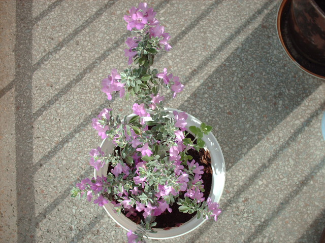 HPIM0107.JPG